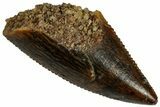 Serrated Raptor Premaxillary Tooth - Real Dinosaur Tooth #296766-1
